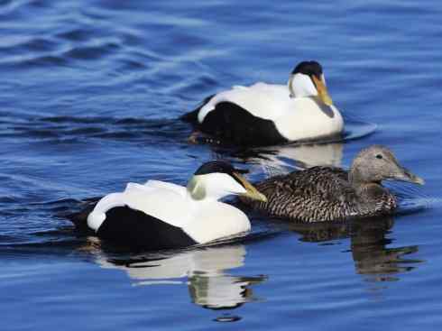 鸟类之最:欧绒鸭 鸟类之最:欧绒鸭