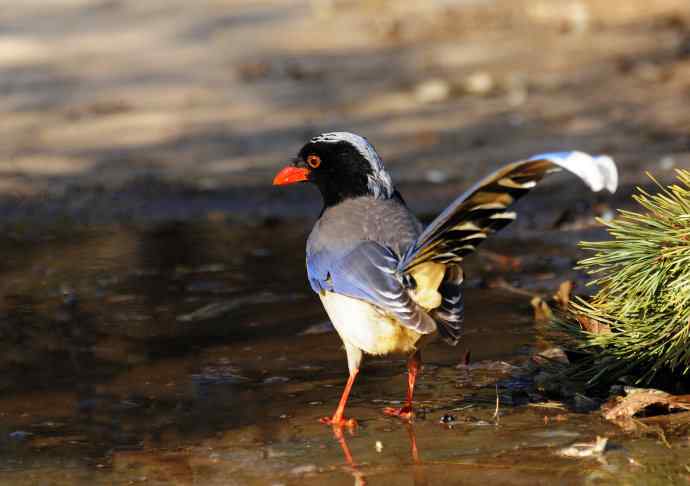 红嘴蓝鹊（10）