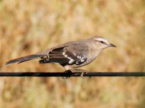 雀鸟也彪悍：别惹我（小嘲鸫）