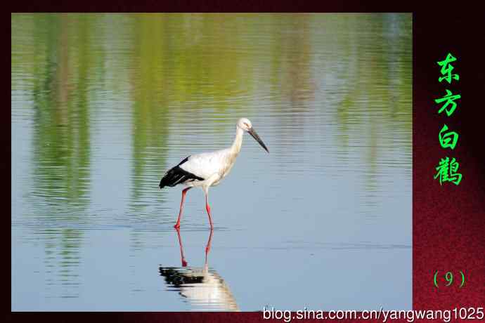 东方白鹳（9）
