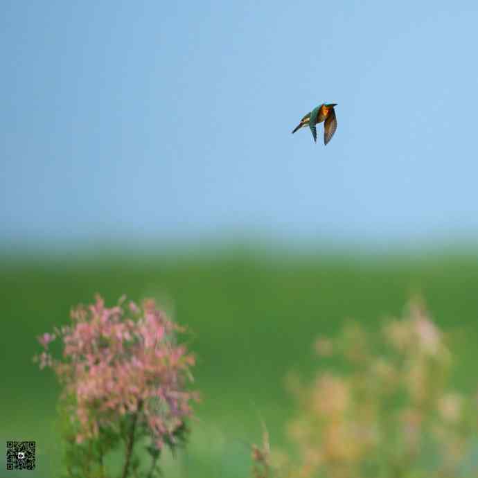 一组野鸭湖的小林鸟