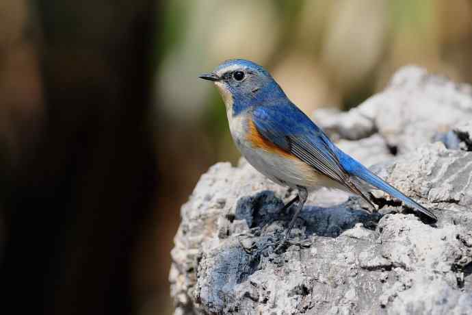 北植的红胁蓝尾鸲