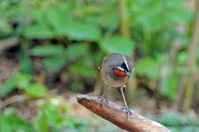北京天坛公园的鸟类——雄性红喉歌鸲（3）