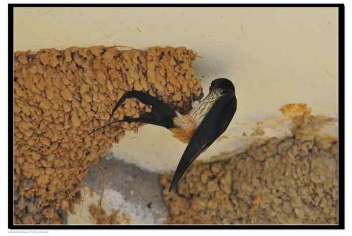 金腰燕衔泥筑巢