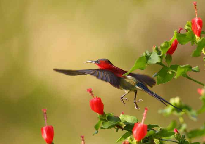 【版纳植物园三日 wbr新收获16种小鸟儿】