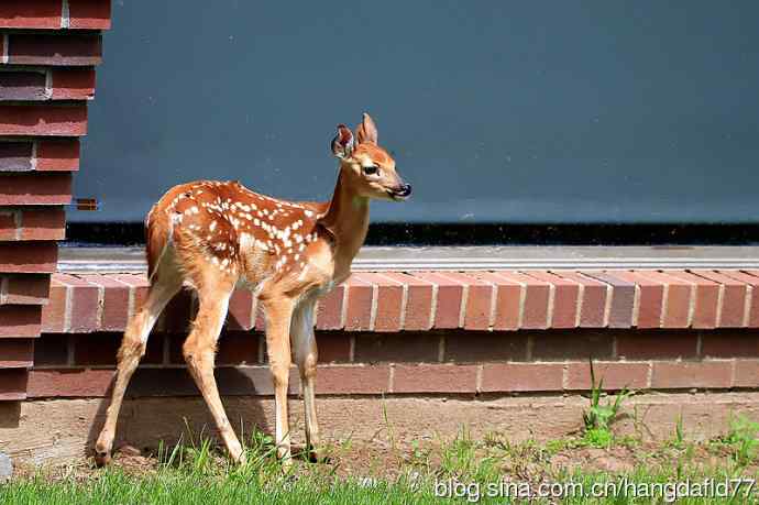 误入校园的小鹿