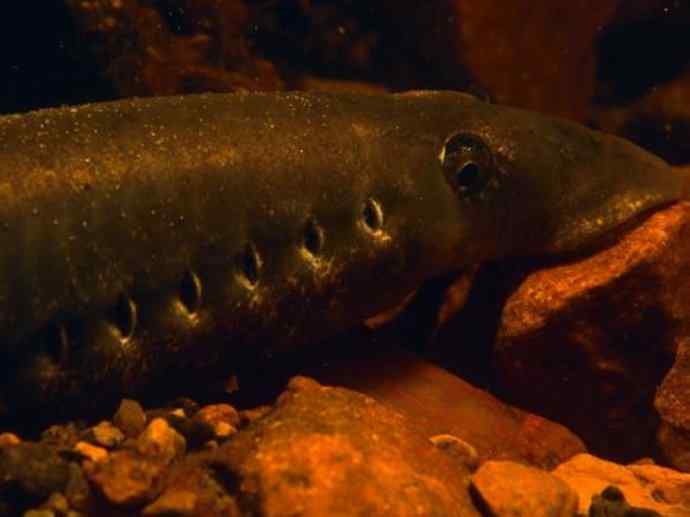 鱼类活化石：七鳃鳗