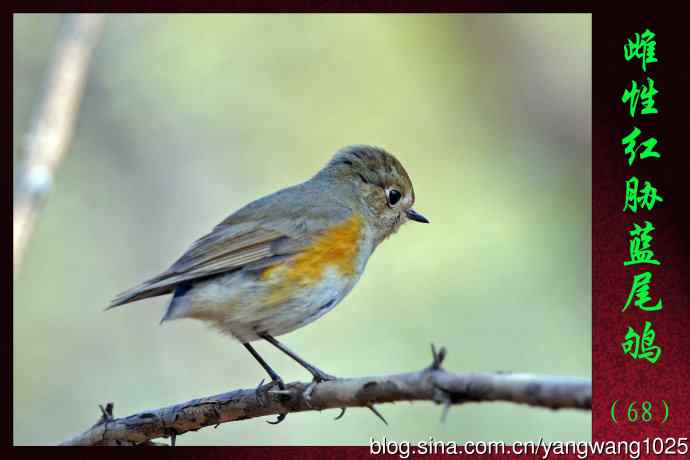 雌性红胁蓝尾鸲（68）