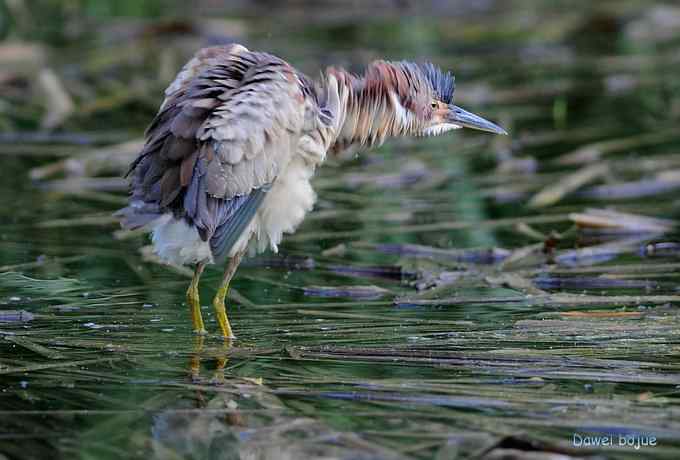 植物园：紫背.白眉和绿啄　