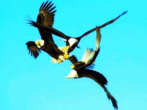 白头鸟系列：另类的美丽12