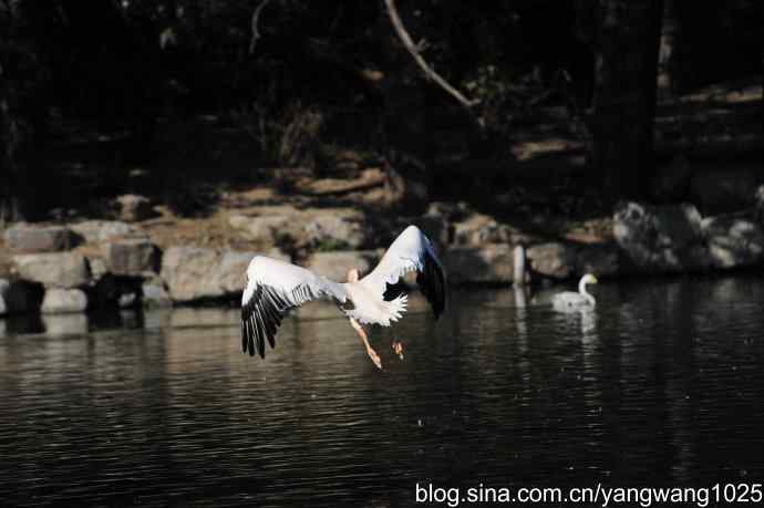 再拍大鹈鹕 wbr9