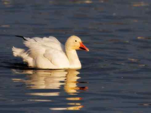 欣赏：美丽的雁