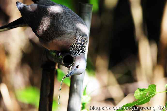 饮水的珠颈斑鸠（续）