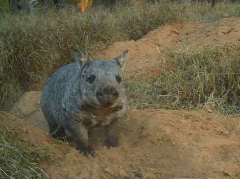 盘点十二大著名食蚁动物：袋食蚁兽