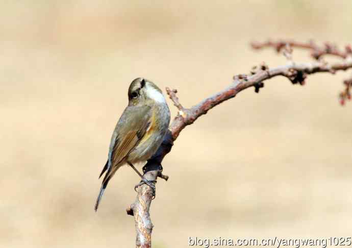 雌性红胁蓝尾鸲(39)