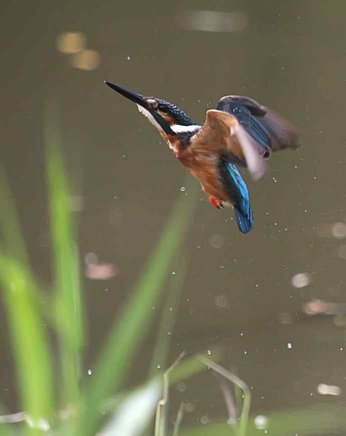 220.可爱小翠--飞姿图