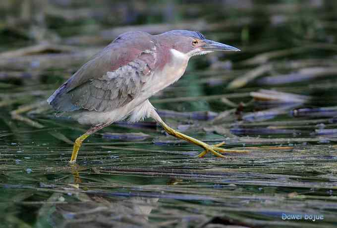 植物园：紫背.白眉和绿啄　