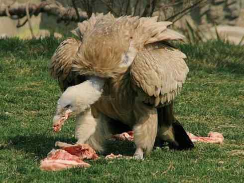 鸟类之最：高山兀鹫