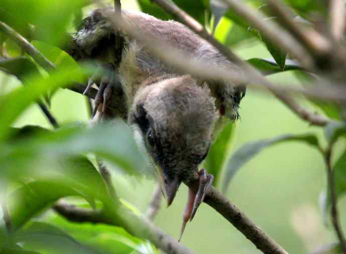 200.伯劳雏鸟上树危机四伏