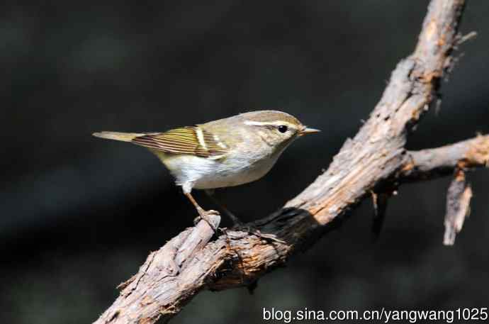 黄眉柳莺(6) 黄眉柳莺(6)