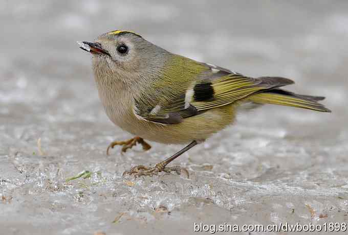 戴菊迎春 戴菊迎春