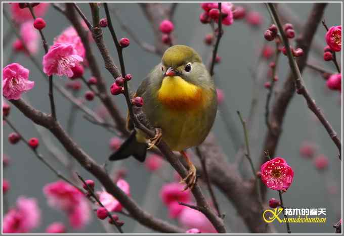 相思鸟与红梅花儿【照片】