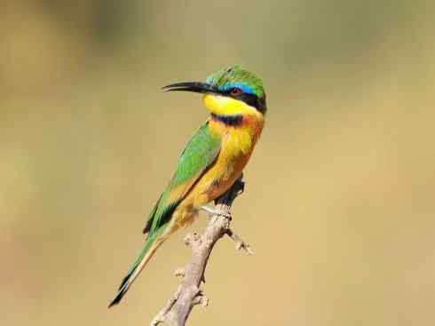 绝色攀禽：佛法僧目之蜂虎3