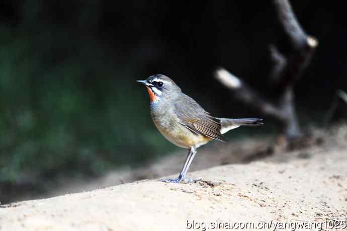 红喉歌鸲（19）