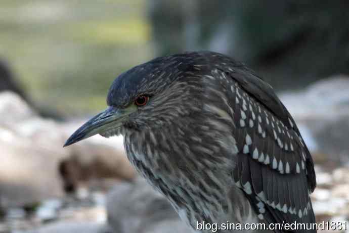 灵魂之窗 望远镜摄影Digiscoping