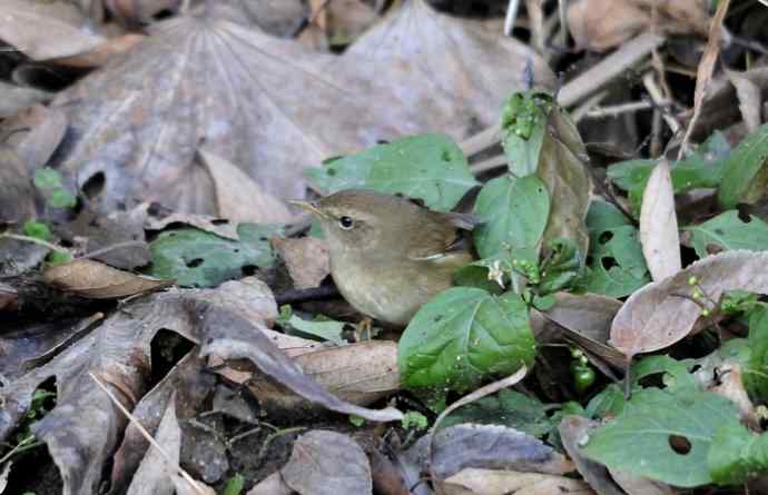 远东树莺、黄腹树莺、强脚树莺 远东树莺、黄腹树莺、强脚树莺