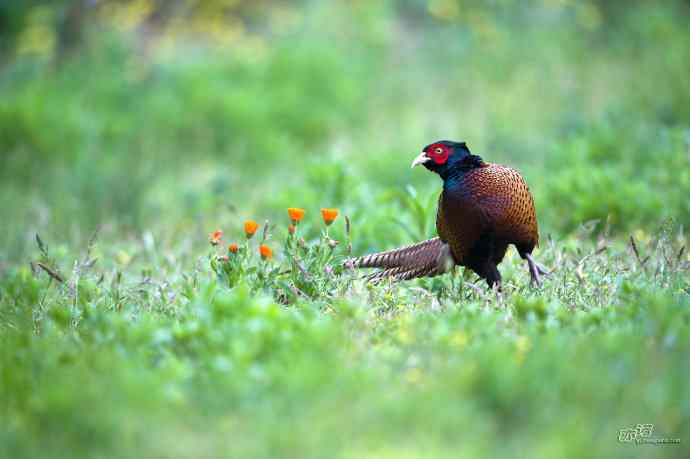 四月拍到九只鸡