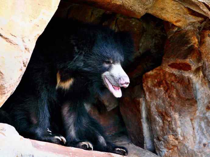 盘点十二大著名食蚁动物:懒熊 盘点十二大著名食蚁动物:懒熊