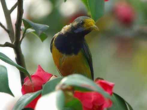 美丽无罪：雀鸟之叶鹎