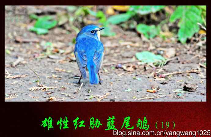 北京天坛公园的鸟类——雄性红胁蓝尾鸲（19）