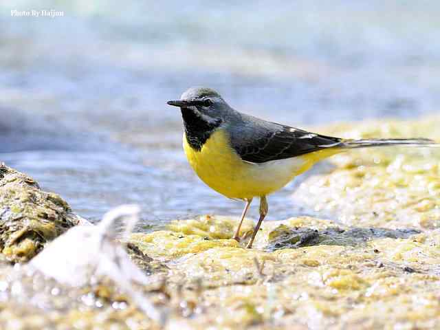 房山十渡(灰鹡鸰)