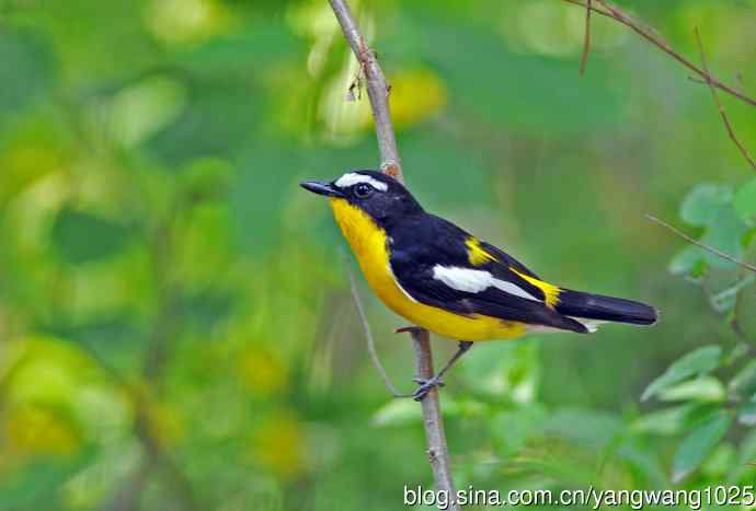 雄性白眉姬鹟（1）