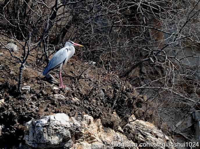 生境鸟片.风景独好