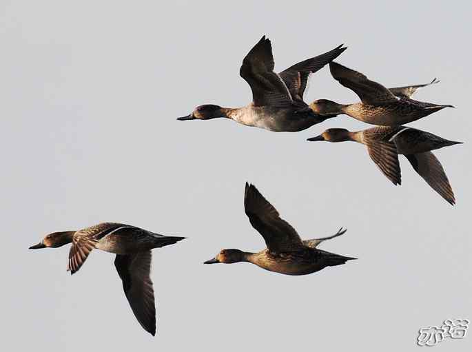 官厅水库&nbsp;wbr路&nbsp;wbr飞行的鸟儿