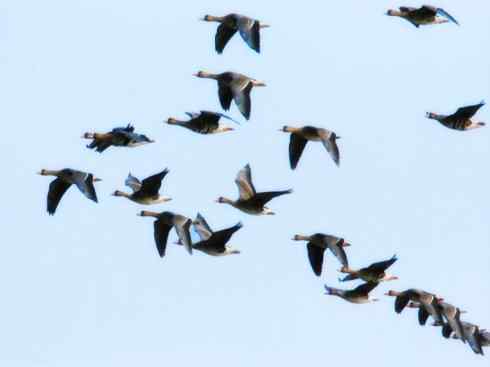 自然奇观：动物大迁徙(游禽)