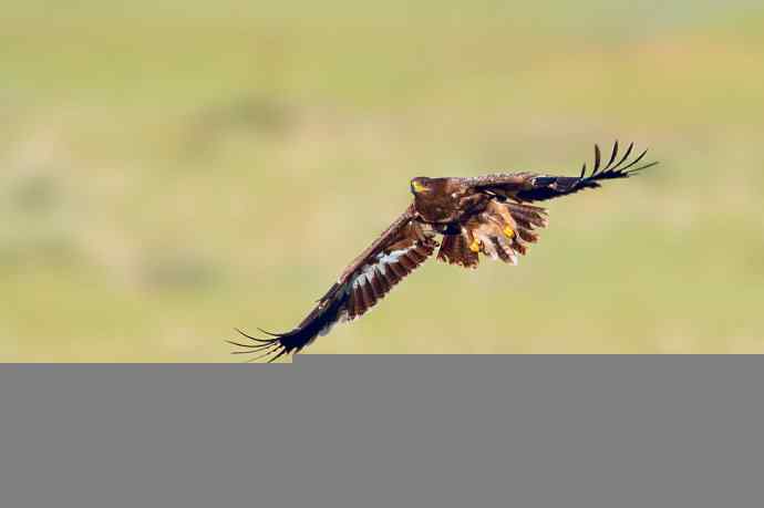 一组草原雕起飞