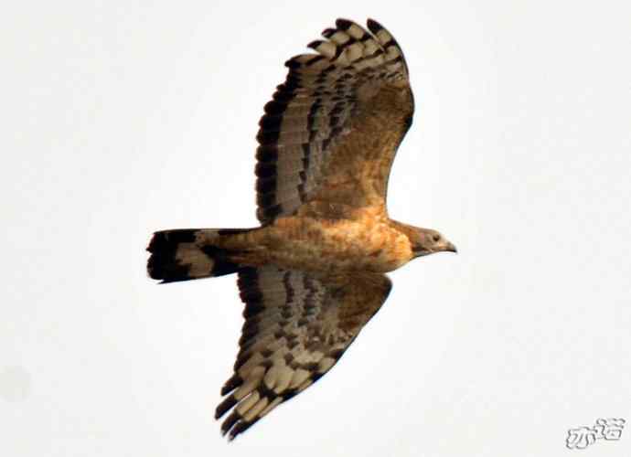 北京西山 wbr路 wbr凤头蜂鹰 北京西山 wbr路 wbr凤头蜂鹰