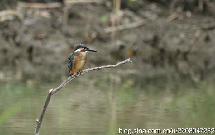 224.可爱小翠---翠鸟之吻