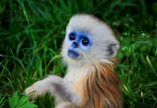 中国十种最最珍稀、濒危、特有的野生动物