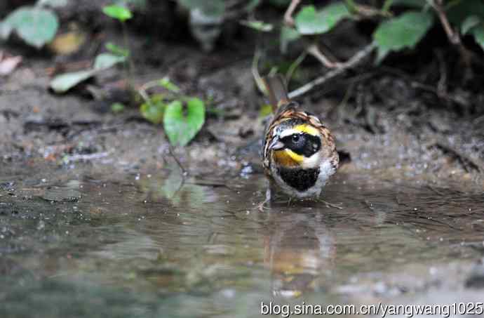 雄性黄喉鹀（4）