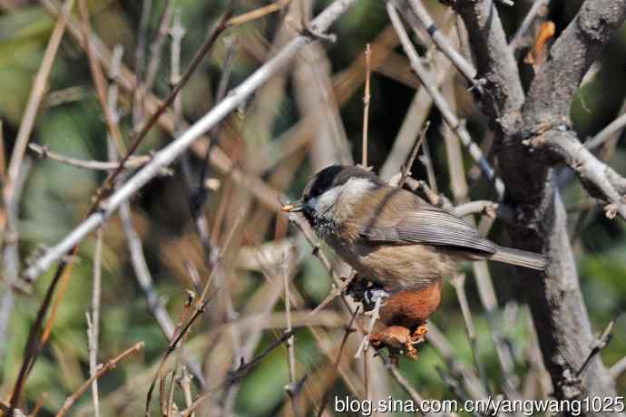 北京月坛公园的鸟类——褐头山雀（库存片）