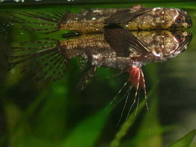 鱼类活化石：齿蝶鱼