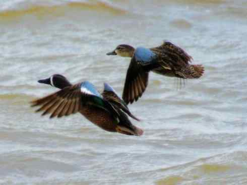雁鸭之最之八（海番鸭、琵嘴鸭、绿翅鸭、鹊鸭）