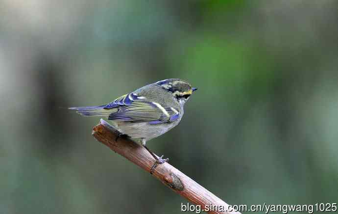 北京天坛公园的鸟类——黄腰柳莺（16）
