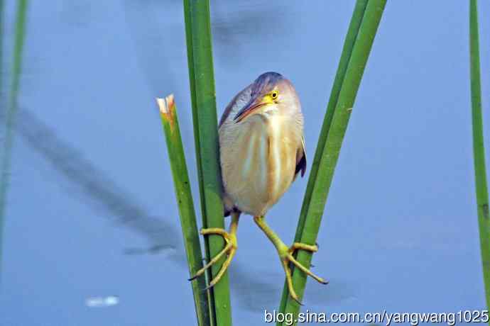 北京将府公园的鸟类——黄苇鳽专心致志