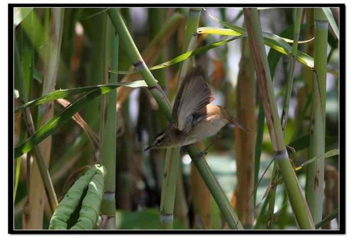 草长莺飞五月天